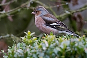 Vink-20130301g8007X1A4817a.jpg