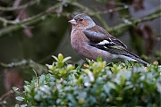 Vink-20130301g8007X1A4819a.jpg