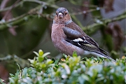 Vink-20130301g8007X1A4820b.jpg