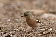 Vink-20130306g8007X1A5069a.jpg