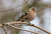 Vink-20130306g8007X1A5075a.jpg