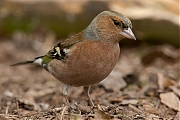 Vink-20130306g8007X1A5114a.jpg