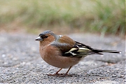 Vink-20130323g8007X1A5545a.jpg