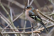 Vink-20130323g8007X1A5654a.jpg