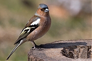 Filename=Vink-20130406g8007X1A6092a.jpg
Filesize=341KiB
Dimensions=800x600
Date added=Apr 06, 2013 Vink-20130406g8007X1A6092a.jpg