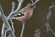 Filename=Vink-20130406g8007X1A6106a.jpg
Filesize=303KiB
Dimensions=800x600
Date added=Apr 06, 2013 Vink-20130406g8007X1A6106a.jpg