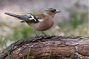 Vink-20130406g8007X1A6116a.jpg