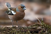 Filename=Vink-20130406g8007X1A6118a.jpg
Filesize=349KiB
Dimensions=800x600
Date added=Apr 06, 2013 Vink-20130406g8007X1A6118a.jpg