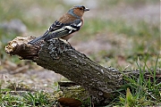 Filename=Vink-20130406g8007X1A6128a.jpg
Filesize=394KiB
Dimensions=800x600
Date added=Apr 06, 2013 Vink-20130406g8007X1A6128a.jpg