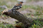 Vink-20130406g8007X1A6128a.jpg