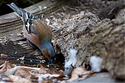 Filename=Vink-20130406g8007X1A6133a.jpg
Filesize=400KiB
Dimensions=800x600
Date added=Apr 06, 2013 Vink-20130406g8007X1A6133a.jpg