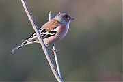 Filename=Vink-20141206g10247X1A2459a.jpg
Filesize=454KiB
Dimensions=1024x768
Date added=Dec 06, 2014 Vink-20141206g10247X1A2459a.jpg