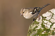 Vink-20150117g12807X1A2536a.jpg