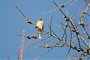 Filename=Vink-20150305g12807X1A2646aa.jpg
Filesize=697KiB
Dimensions=1280x960
Date added=Mar 10, 2015 Vink-20150305g12807X1A2646aa.jpg