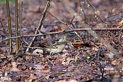 Filename=Vink-20180413g1280YSXX2204a.jpg
Filesize=974KiB
Dimensions=1280x960
Date added=Apr 13, 2018 Vink-20180413g1280YSXX2204a.jpg