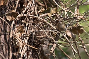 Filename=Vink-20190411g14407X1A7318a.jpg
Filesize=1077KiB
Dimensions=1280x960
Date added=Apr 13, 2019 Vink-20190411g14407X1A7318a.jpg