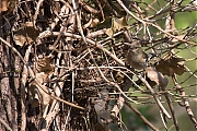 Vink-20190411g14407X1A7318a.jpg