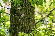 Filename=Vink-20190513g12807X1A7412a.jpg
Filesize=921KiB
Dimensions=1280x960
Date added=May 15, 2019 Vink-20190513g12807X1A7412a.jpg