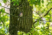 Vink-20190513g12807X1A7412a.jpg