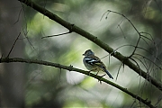 Vink-20190618g1280YSXX5804a.jpg