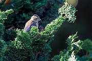 Filename=Vink-20191029g1280YSXX5887a.jpg
Filesize=875KiB
Dimensions=1280x960
Date added=Oct 31, 2019 Vink-20191029g1280YSXX5887a.jpg