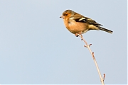 Vink-20191109g12807X1A7561a.jpg