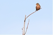 Filename=Vink-20191112g1280YSXX5899a.jpg
Filesize=497KiB
Dimensions=1280x960
Date added=Nov 12, 2019 Vink-20191112g1280YSXX5899a.jpg