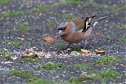 Vink-20200217g12807X1A7978a-Tuin.jpg