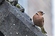 Filename=Vink-20200217g14407X1A7970acr-Tuin.jpg
Filesize=921KiB
Dimensions=1280x960
Date added=Apr 29, 2021 Vink-20200217g14407X1A7970acr-Tuin.jpg