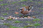 Vink-20200217g14407X1A7978acr-Tuin.jpg