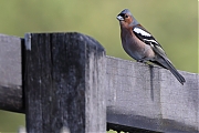 Filename=Vink-20210507g14401A1A5688bcrfb.jpg
Filesize=680KiB
Dimensions=1280x960
Date added=Sep 14, 2021 Vink-20210507g14401A1A5688bcrfb.jpg