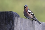 Filename=Vink-20210507g14401A1A5691acrfb.jpg
Filesize=639KiB
Dimensions=1280x960
Date added=Sep 14, 2021 Vink-20210507g14401A1A5691acrfb.jpg