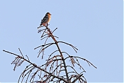 Filename=Vink-20211029g14401A1A2055acrfb-De-Reten.jpg
Filesize=541KiB
Dimensions=1280x960
Date added=Oct 29, 2021 Vink-20211029g14401A1A2055acrfb-De-Reten.jpg