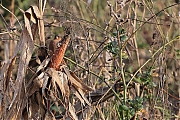 Filename=Vink-20211222g14401A1A4474a-Maxburg.jpg
Filesize=1044KiB
Dimensions=1280x960
Date added=Dec 25, 2021 Vink-20211222g14401A1A4474a-Maxburg.jpg
