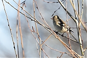 Filename=Vink-20220304g14401A1A7910acrfb-Regte-Heide.jpg
Filesize=645KiB
Dimensions=1280x960
Date added=Mar 13, 2022 Vink-20220304g14401A1A7910acrfb-Regte-Heide.jpg