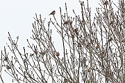 Filename=Vink-20230110g14401A1A7952acrfb-Mortelbeek.jpg
Filesize=991KiB
Dimensions=1280x960
Date added=Jan 24, 2023 Vink-20230110g14401A1A7952acrfb-Mortelbeek.jpg