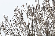 Vink-20230110g14401A1A7952acrfb-Mortelbeek.jpg