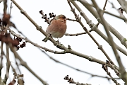 Filename=Vink-20230110g14401A1A8002acrfb-Mortelbeek.jpg
Filesize=538KiB
Dimensions=1280x960
Date added=Jan 24, 2023 Vink-20230110g14401A1A8002acrfb-Mortelbeek.jpg