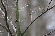 Filename=Vink-20230110g1440ncrfb-Ardo.jpg
Filesize=601KiB
Dimensions=1280x960
Date added=Feb 17, 2023 Vink-20230110g1440ncrfb-Ardo.jpg