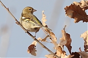 Filename=Vink-20230126g14401A1A8811bcrfb-Mortelbeek.jpg
Filesize=714KiB
Dimensions=1280x960
Date added=Feb 06, 2023 Vink-20230126g14401A1A8811bcrfb-Mortelbeek.jpg