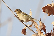 Filename=Vink-20230126g14401A1A8817acrfb-Ardo.jpg
Filesize=629KiB
Dimensions=1280x960
Date added=Feb 06, 2023 Vink-20230126g14401A1A8817acrfb-Ardo.jpg