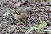 Vink-20230412g14401A1A0707bcrfb-Oude-Buisse-Heide.jpg