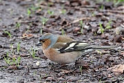 Filename=Vink-20230412g14401A1A0722acrfb-Oude-Buisse-Heide.jpg
Filesize=902KiB
Dimensions=1280x960
Date added=May 16, 2023 Vink-20230412g14401A1A0722acrfb-Oude-Buisse-Heide.jpg