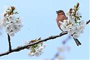 Filename=Vink-20230413g14401A1A1792acrfb-Tuin.jpg
Filesize=597KiB
Dimensions=1280x960
Date added=Apr 18, 2023 Vink-20230413g14401A1A1792acrfb-Tuin.jpg