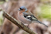 Vink-20230425g14401A1A2946acrfb-Chaamse-bossen.jpg