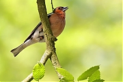 Filename=Vink-20230616g14401A1A8373acrfb-Pannenhoef.jpg
Filesize=624KiB
Dimensions=1280x960
Date added=Jul 13, 2023 Vink-20230616g14401A1A8373acrfb-Pannenhoef.jpg