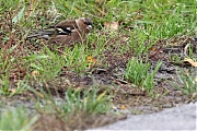 Filename=Vink-20231101g14401A1A9463acrfbt-Matjens.jpg
Filesize=894KiB
Dimensions=1280x960
Date added=Nov 14, 2023 Vink-20231101g14401A1A9463acrfbt-Matjens.jpg
