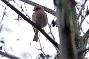 Filename=Vink-20231107g14401A1A0398acrfbt-Oude-Buisse-Heide-Witte-brugstraat.jpg
Filesize=592KiB
Dimensions=1280x960
Date added=Nov 14, 2023 Vink-20231107g14401A1A0398acrfbt-Oude-Buisse-Heide-Witte-brugstraat.jpg