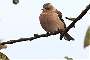 Vink-20231129g14401A1A1557acrfb-Buurt-Condors.jpg