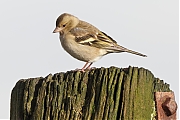 Filename=Vink-20231129g14401A1A1644acrfb-Buurt-Condors.jpg
Filesize=576KiB
Dimensions=1280x960
Date added=Dec 18, 2023 Vink-20231129g14401A1A1644acrfb-Buurt-Condors.jpg